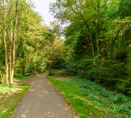 Rural road running through forest with thick green foliage and trees, Belgium.