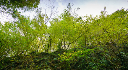 Fototapeta premium Low angle view of natural green trees and plants, Belgium.