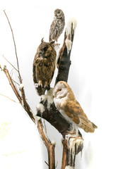 Stuffed owls perching on branch against plain white background, studio shot.