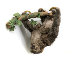 Sloth hanging upside down from branch against plain white background, studio shot.