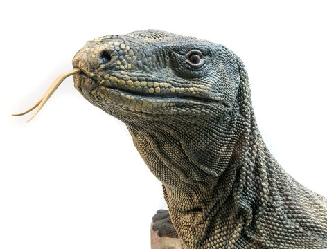 Animals with scales top