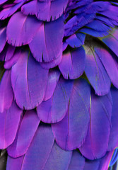 Naklejka premium Fotografia makro niebieskich i fioletowych piór ara.