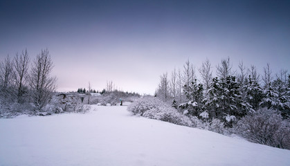 Deep snow covered landscape, plants and shrubs by day, Iceland, Europe.