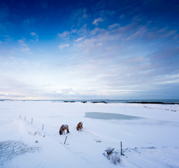 Two brown horses standing in snow covered landscape, in distance, Iceland, Europe.