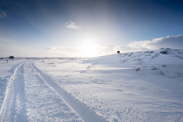 Tyre trails of a vehicle in snow covered landscape, Iceland, Europe.