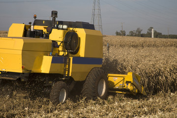 Obraz premium Colheita de milho