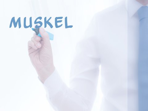 Muskel