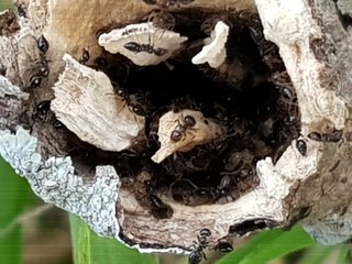 Termites