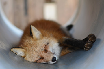 Sleeping Fox