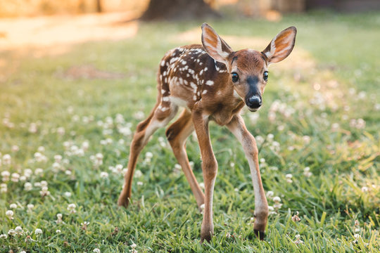 Fototapeta Orphaned Fawn