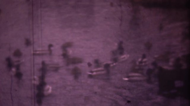 Family chronicle: Little boy feeding ducks in park. Shot of 8mm retro camera.