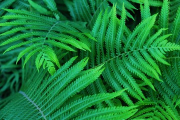 Fototapeta na wymiar Beautiful green fern with long leaves in the forest