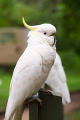 White cockatoo portrait