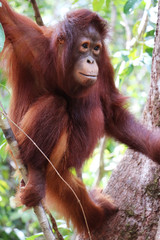Close up of climbing orangutan in Borneo forest.