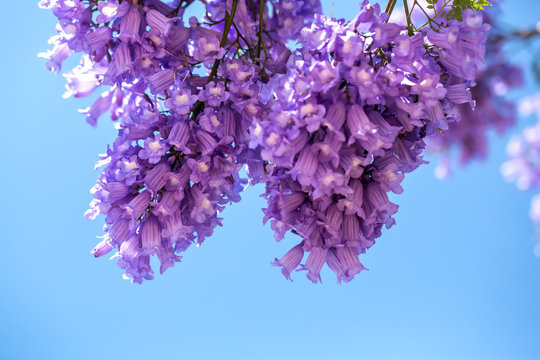 Flowering jakaranda branches against the sky. Background