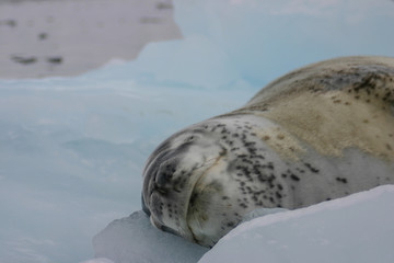 Leopard seal on ice floe in Antarctica