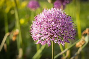 Allium, Persian onion, purple sensation, closeup