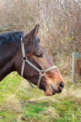 Brown horse head in profile