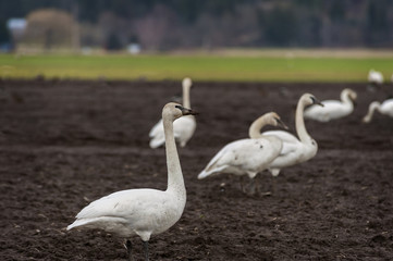 Trumpeter Swans in the Skagit Valley, Washington. One of Washington’s most spectacular events is the return of the migrating birds to the Skagit Valley. Thousands return in the winter to feed.   