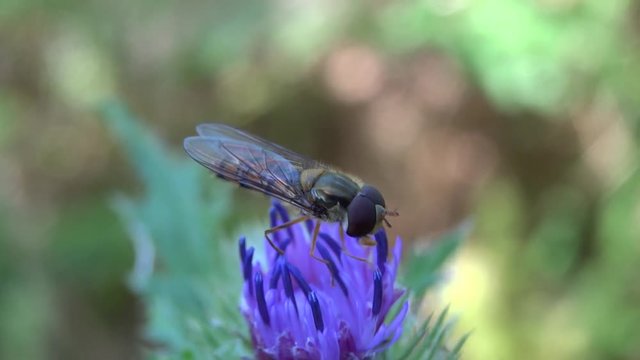 Syrphe sur fleur de chardon.