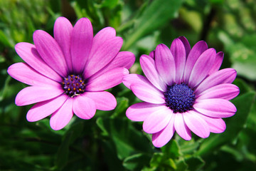 Obraz premium Pink Flowers