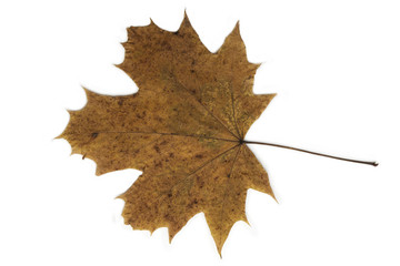 Brown dried maple leaf closeup.