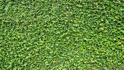 green leaves natural wall.