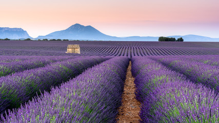 Lavander Fields in Provence