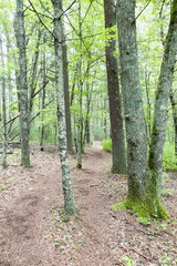 Path through Shoolman Preserve