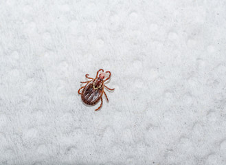 Wood tick, dog tick.  Possible disease carrying insect removed from human host.  Human skin attached to blood sucking jaws.