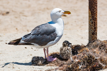 Western gull on a sandy beach with 2 spotted chicks in a nest.  .  