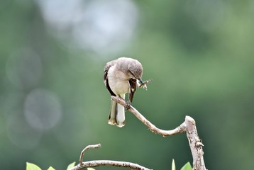 Northern mockingbird (Mimus polyglottos)