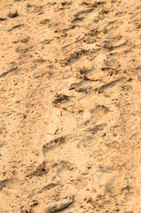Footmark of human on sand