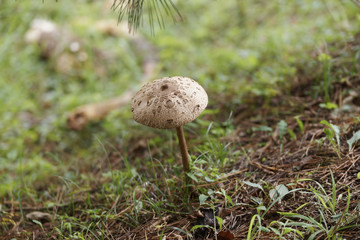 Mushroom / The mushroom which grew under the pine.