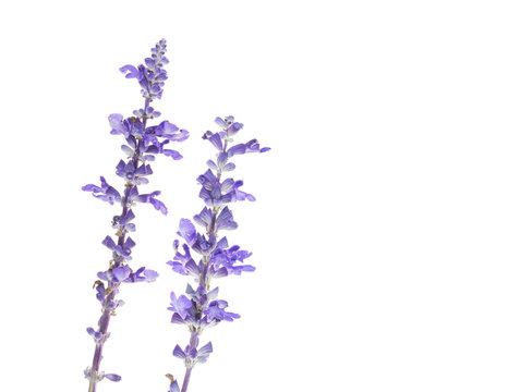 Llavender flower isolated on white close-up.
