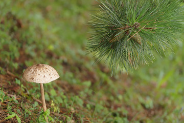 Mushroom / The mushroom which grew under the pine.