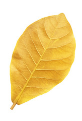 Yellow leaf isolated on a white background