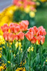 Beautiful tulips show with shallow depth of field at Riga park during sunset time.