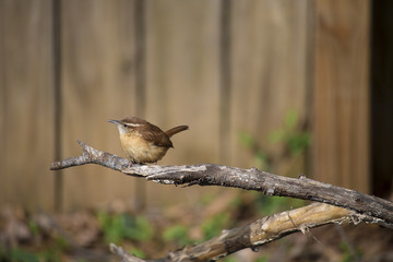 Bird in Marietta - GA