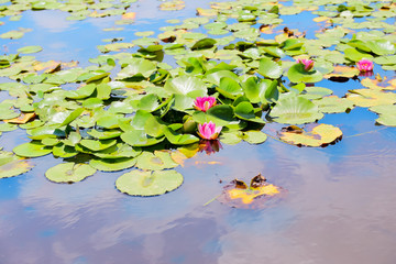 睡蓮 スイレン 花 6月 water lily