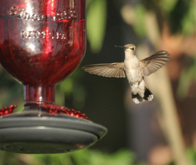 Obraz premium Humming bird