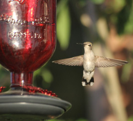 Obraz premium Humming bird in flight
