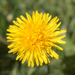 Yellow dandelion close up