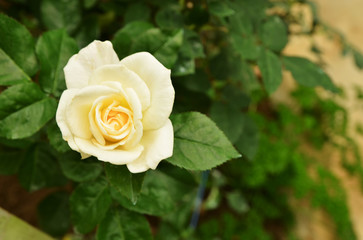 Beautiful white rose blooming in the garden over blur background