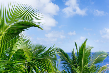 Fototapeta premium Tropical scene palm trees and fronds swaying in breeze over ocean with fronds breaking distant horizon and below sky.