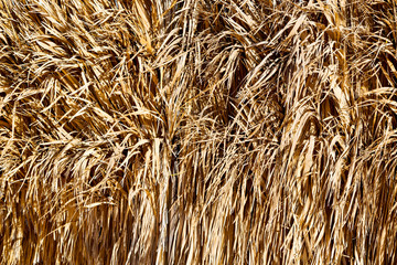 in oman abstract  texture of a bamboo wall background