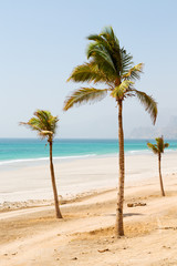 in oman arabic sea palm   the hill near sandy beach sky and mountain