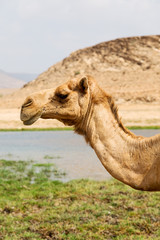 in oman camel  empty quarter of desert a free dromedary near the  sea