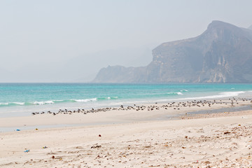 Fototapeta na wymiar in oman coastline of salalah the mountain and sea seagull full