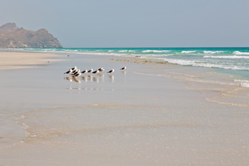 in oman coastline of salalah the mountain and sea seagull full